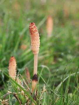 Bottle-brush Stock Photos