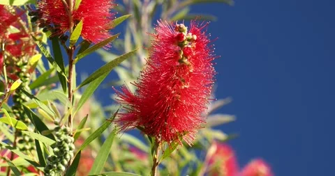 A Bottle Brush Tree, Callistemon on La Gomera, Canary Islands. Stock Footage 337641390