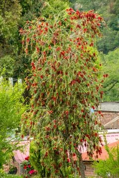 Bottle brush tree Callistenmon viminalis 스톡 사진