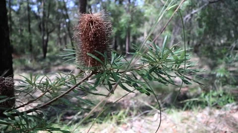 Bottle Brush Tree close up Stock Footage 218229995