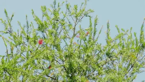 Bottle brush tree Stock Footage 130964475