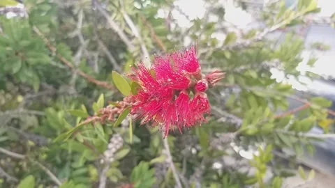 Bottle brush tree Stock Footage 147527182