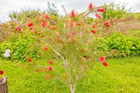 Bottle brush tree Stock Photos