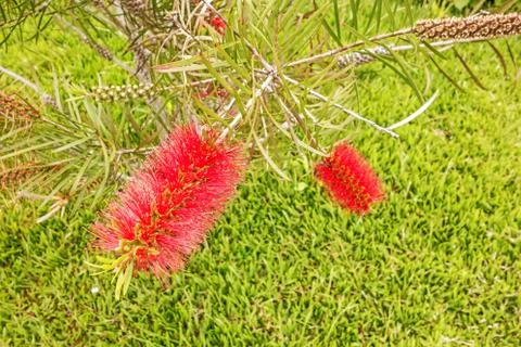 Bottle brush tree Stock Photos
