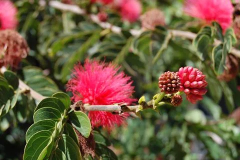 Bottle Brush Tree Stock Photos