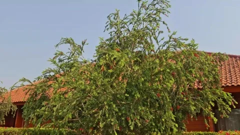 Bottle brush tree with red flowers swaying in wind on a sunny day in india. Stock Footage 347737212