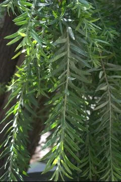 Bottle brush tree yet to come on flowering stage  Stock Photos