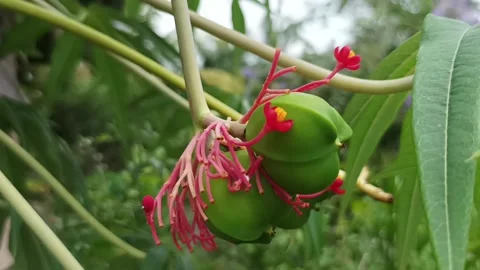 Bottle bush flower Stock Footage 234714240