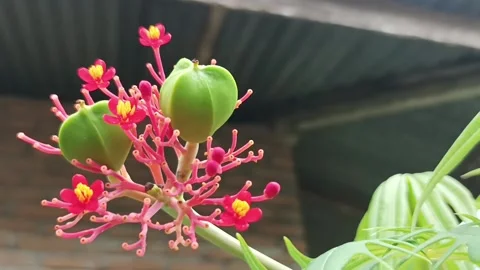Bottle bush flower Stock Footage 234715660