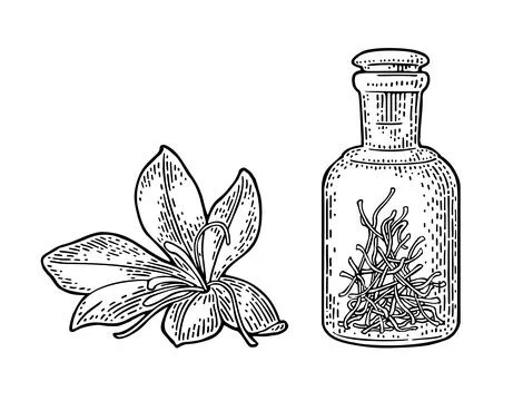 Bottle with dry threads. Saffron flower with stamens. Engraving Stock Illustration