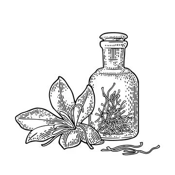 Bottle with dry threads. Saffron flower with stamens. Engraving Stock Illustration