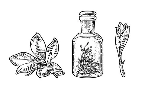 Bottle with dry threads. Saffron flower with stamens. Engraving Stock Illustration