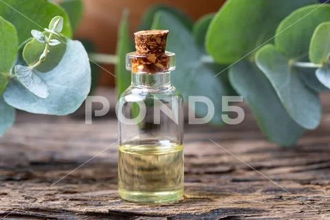 A bottle of essential oil with fresh eucalyptus twigs Stock Photos