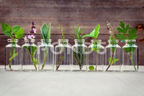 Bottle of essential oil with herbs holy basil flower, basil flower,rosemary,o Stock Photos