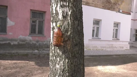 A bottle feeder on a tree Video stock 153096691