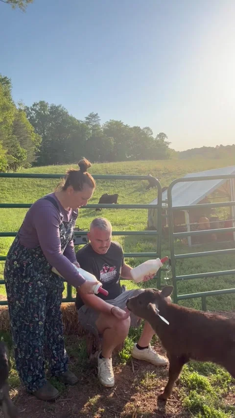 Bottle Feeding Calves Gone Wrong, Smoky Mountain Cattle Co, Tennessee, USA - 13  Stock Footage 339481032