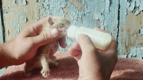 Bottle feeding with a pacifier of a very small and very weak ginger kitten l Vídeos de archivo 212381962
