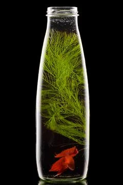 Bottle with fish Stock Photos