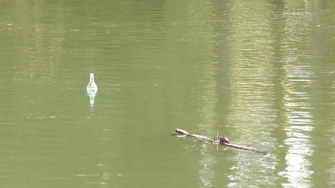 A bottle floats on the water, creating pollution. A crab enjoys the sun 스톡 동영상 89147057