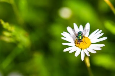 Bottle fly on daisy, macro Stock Photos