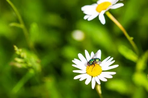 Bottle fly on daisy, macro Stock Photos