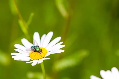 Bottle fly on daisy, macro Stock Photos