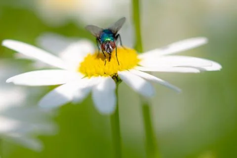 Bottle fly on daisy, macro Stock Photos