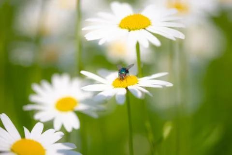 Bottle fly on daisy, macro Stock Photos