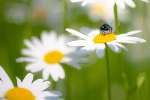 Bottle fly on daisy, macro Stock Photos