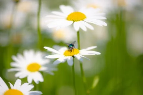 Bottle fly on daisy, macro Stock Photos