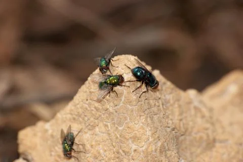 Bottle fly Stock Photos