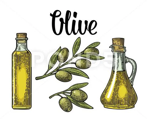 Bottle glass of Olive oil with cork stopper and branch with leaves Stock Illustration