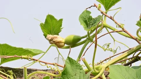 Bottle gourd with flower. Stock Footage 306047557