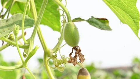 Bottle gourd with flower. 動画素材 306047832