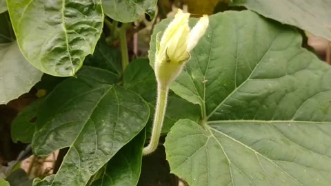 Bottle gourd flower video Stock Footage 152014142