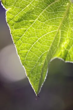 Bottle gourd leaf. Stock Photos