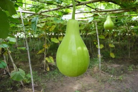 Bottle gourd Stock Photos