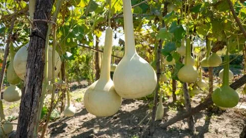 Bottle gourd Stock Photos