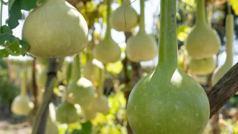 Bottle gourd Photos