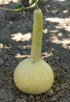 Bottle gourd Stock Photos