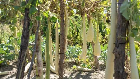 Bottle gourd Stock Photos