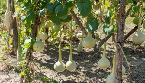 Bottle gourd Stock Photos