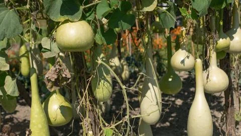 Bottle gourd Stock Photos