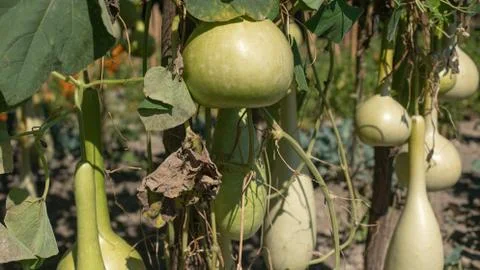 Bottle gourd Photos