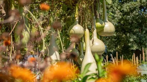 Bottle gourd Stock Photos