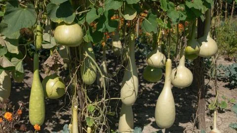 Bottle gourd Stock Photos