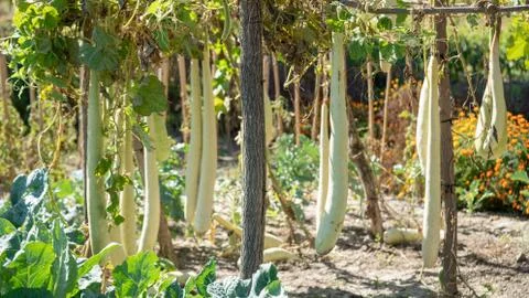 Bottle gourd Stock Photos