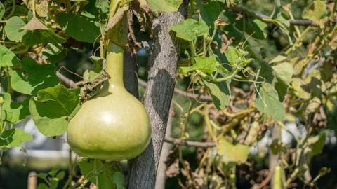 Bottle gourd Stock Photos