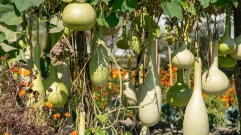 Bottle gourd Stock Photos