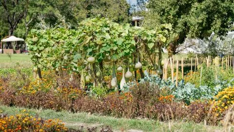 Bottle gourd Stock Photos